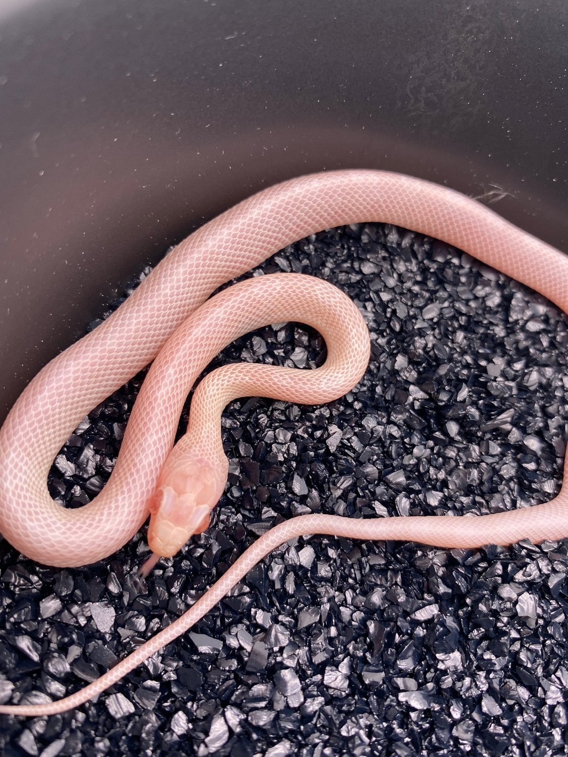 whiteout-corn-snake-by-li-reptiles-morphmarket