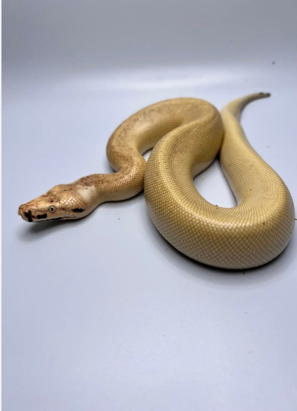 Magpie Matrix66% Het Albino T+ Blood Python by LI Reptiles - MorphMarket