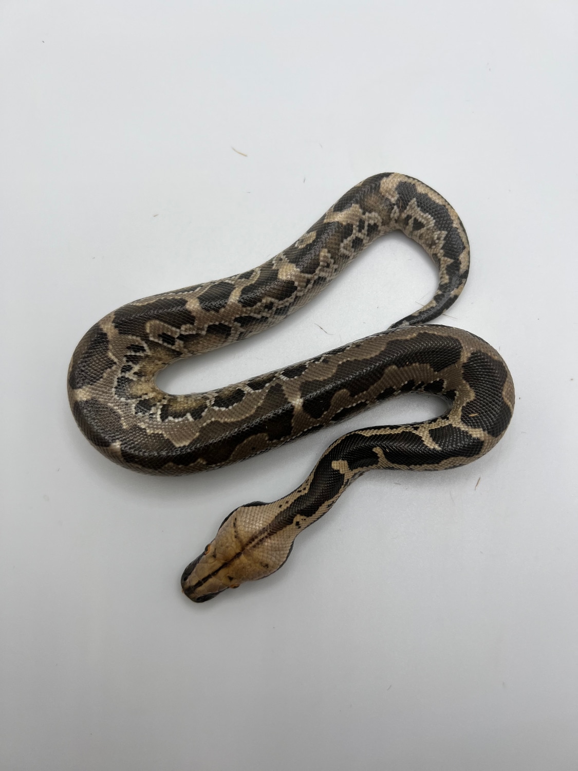 Sumatran Short-tailed Python by LI Reptiles - MorphMarket