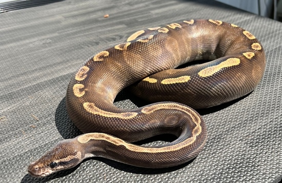 PROVEN BREEDER GHI Black Magic Ball Python by LI Reptiles