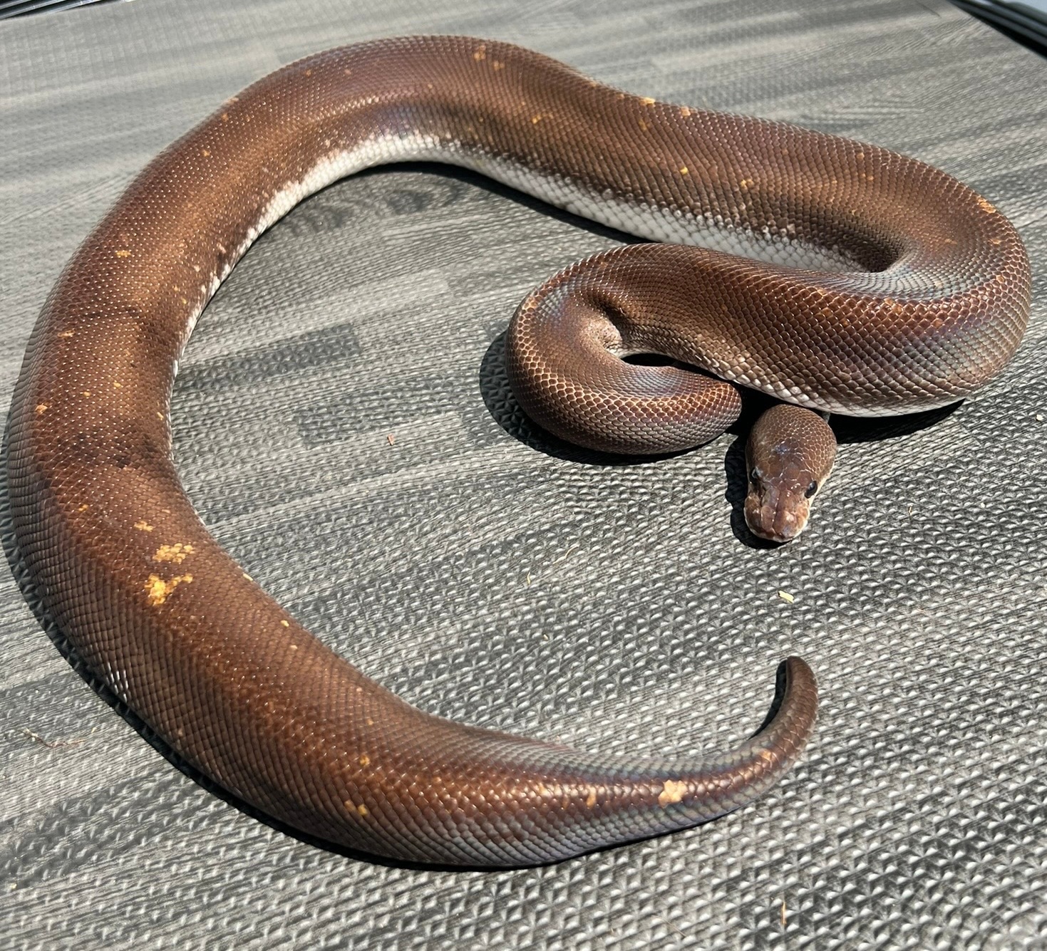 PROVEN BREEDER Super Cinnamon Ball Python by LI Reptiles - MorphMarket