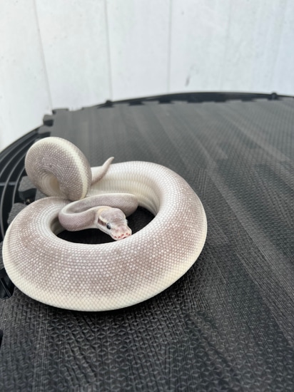 Purple Passion Ball Python by LI Reptiles