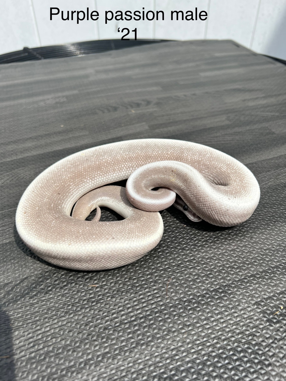 Purple Passion Ball Python by LI Reptiles - MorphMarket