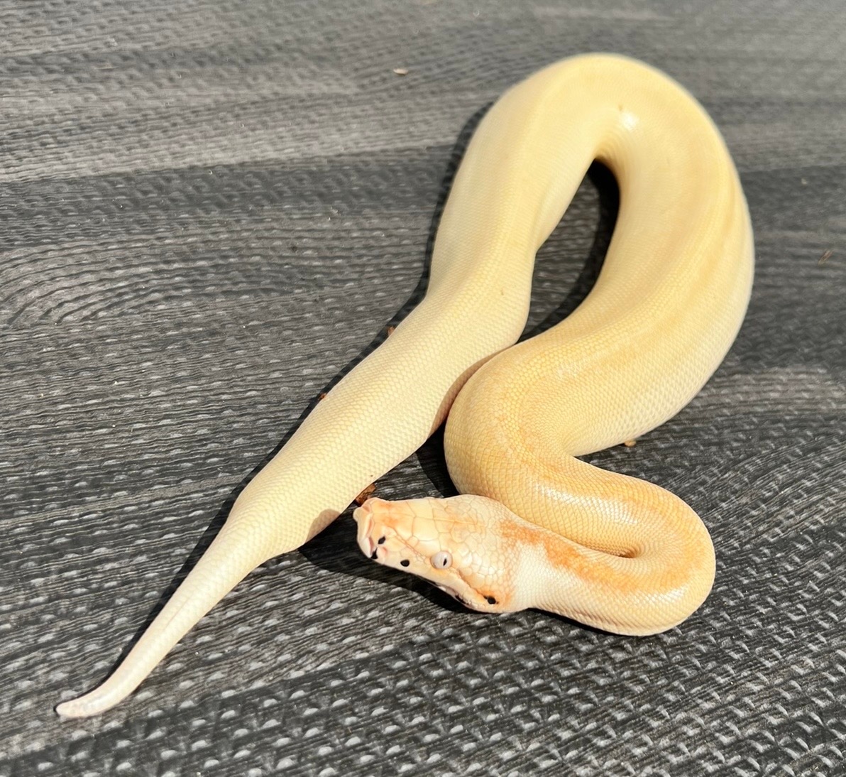 Magpie Blood Python by LI Reptiles - MorphMarket