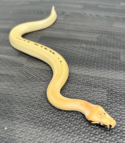 Magpie Matrix Blood Python by LI Reptiles