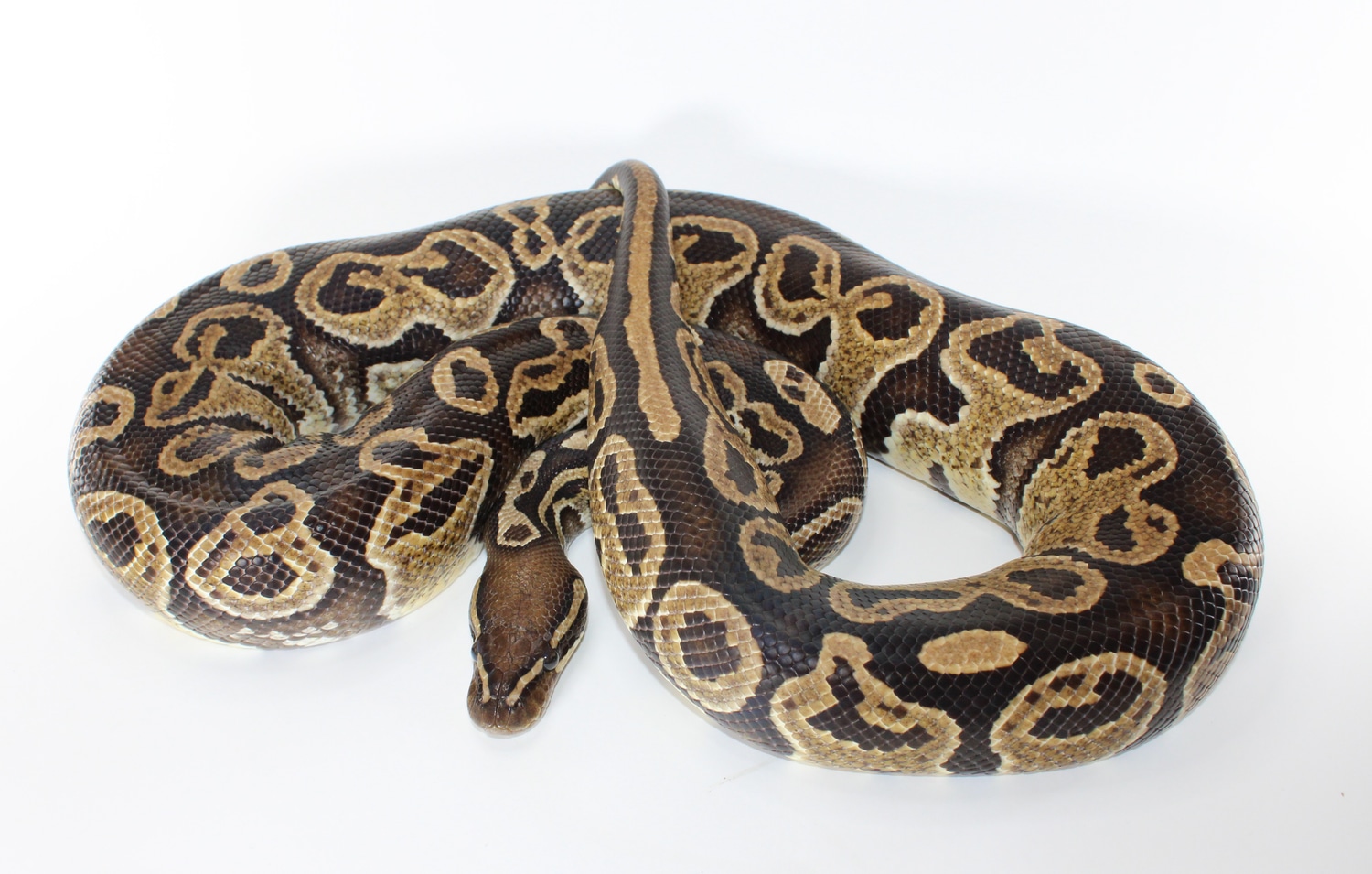 Blitz Ball Python by Pixel Perfect Reptiles - MorphMarket