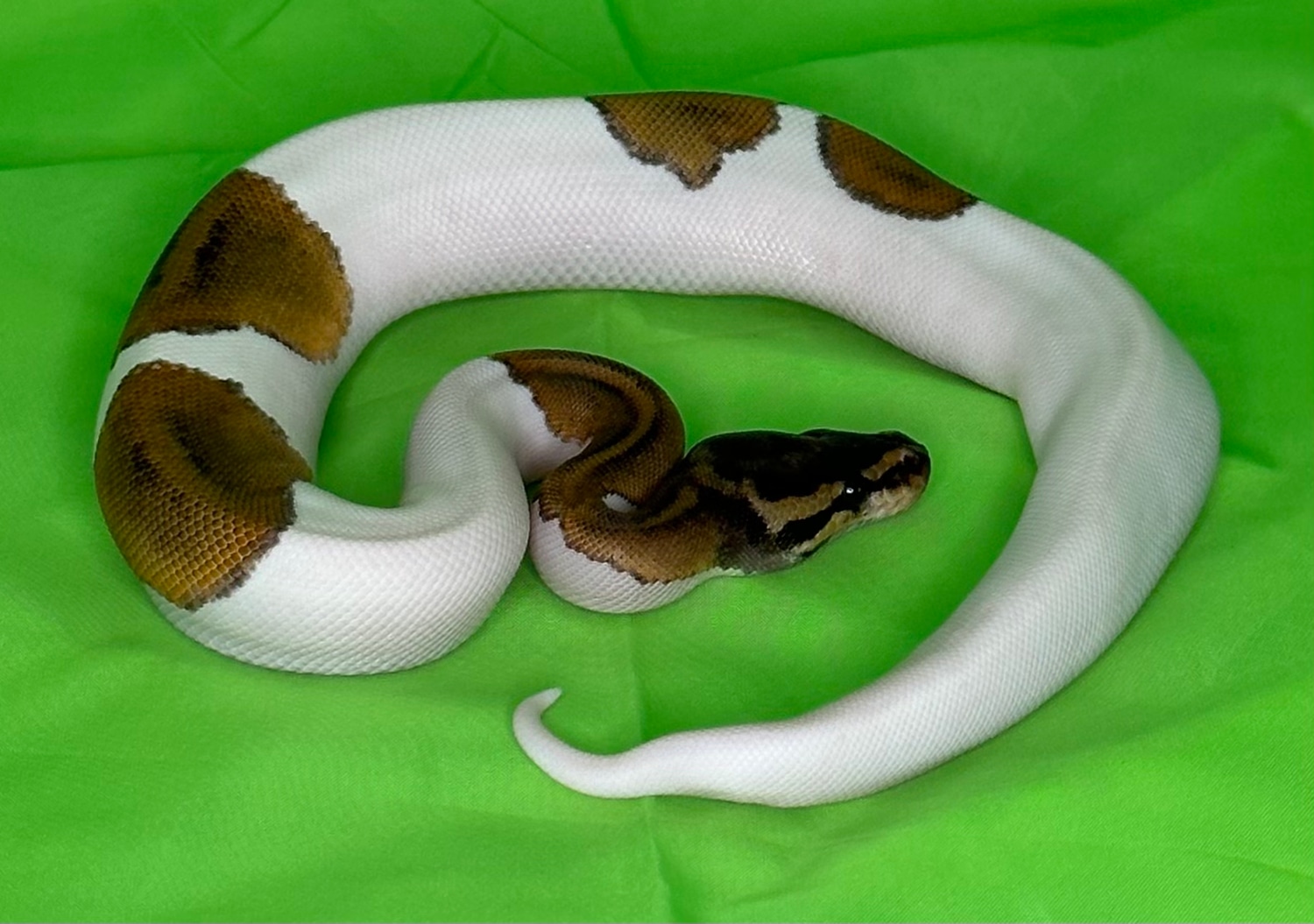 Pinstripe Pied Ball Python by Pixel Perfect Reptiles - MorphMarket