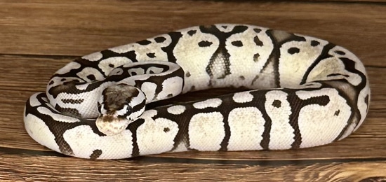 Firefly VPI Axanthic Ball Python by Pixel Perfect Reptiles