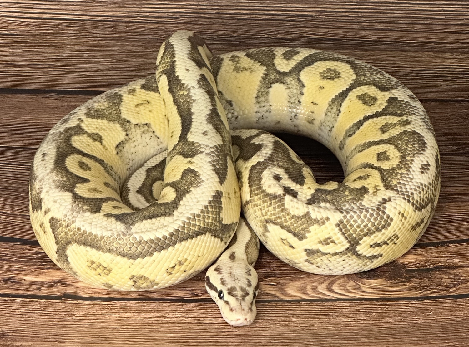 Super Pastel Fire Ball Python by Pixel Perfect Reptiles - MorphMarket
