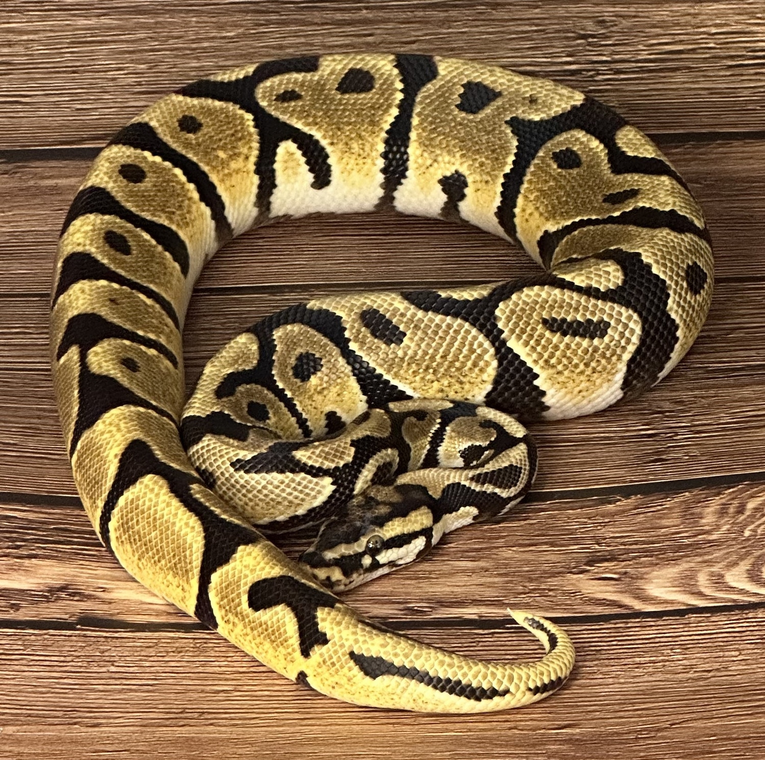 Orange Dream Spotnose Ball Python by Pixel Perfect Reptiles - MorphMarket