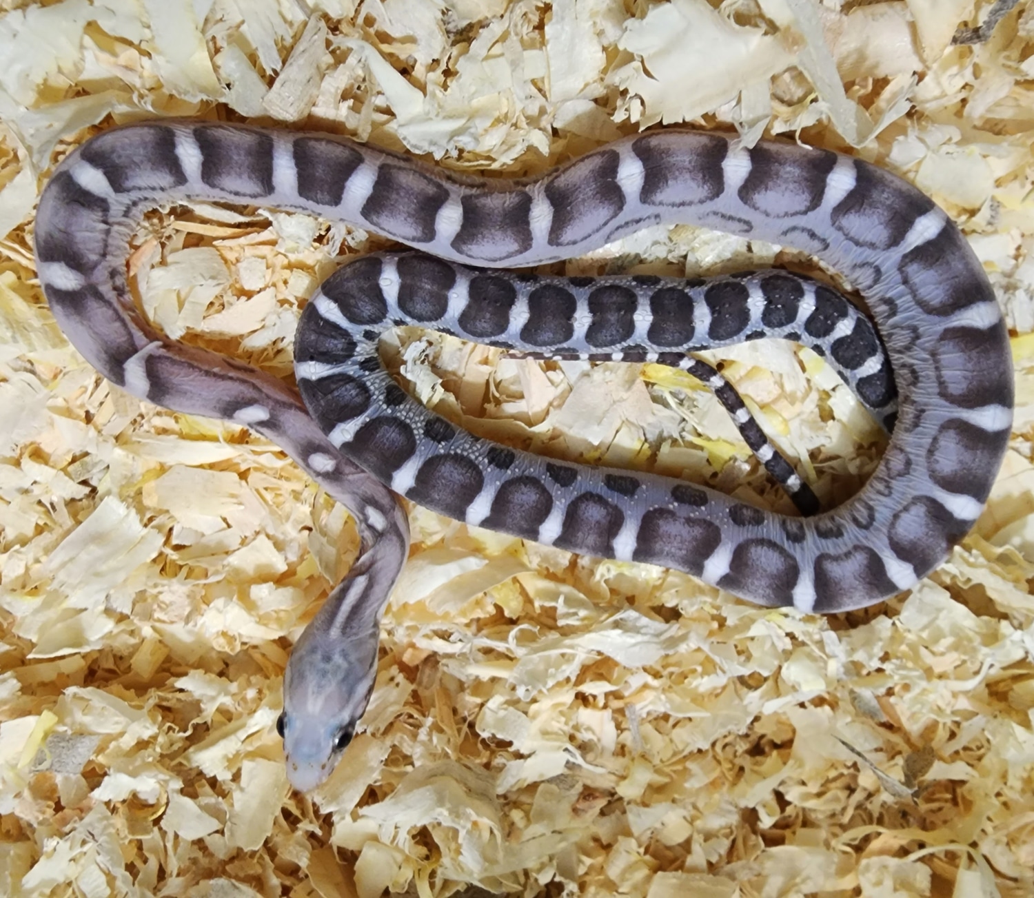 Masque Anery Scaleless Corn Snake by Pixie's Geckos MorphMarket