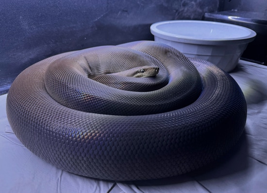 CB 2020 Female Olive Python by Peter Jolles