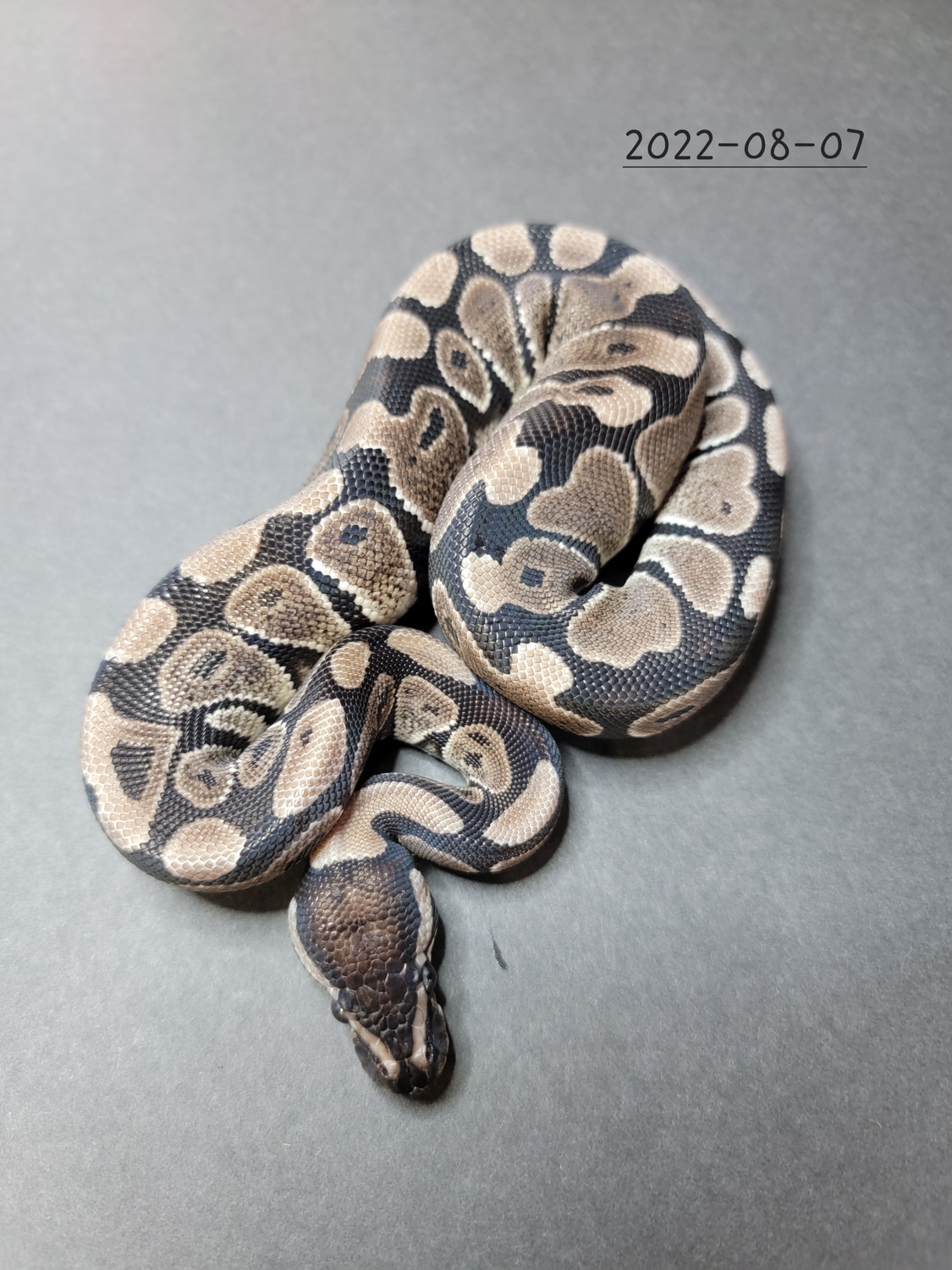 Vpi Axanthic Ball Python by Iron Dragon Reptiles MorphMarket