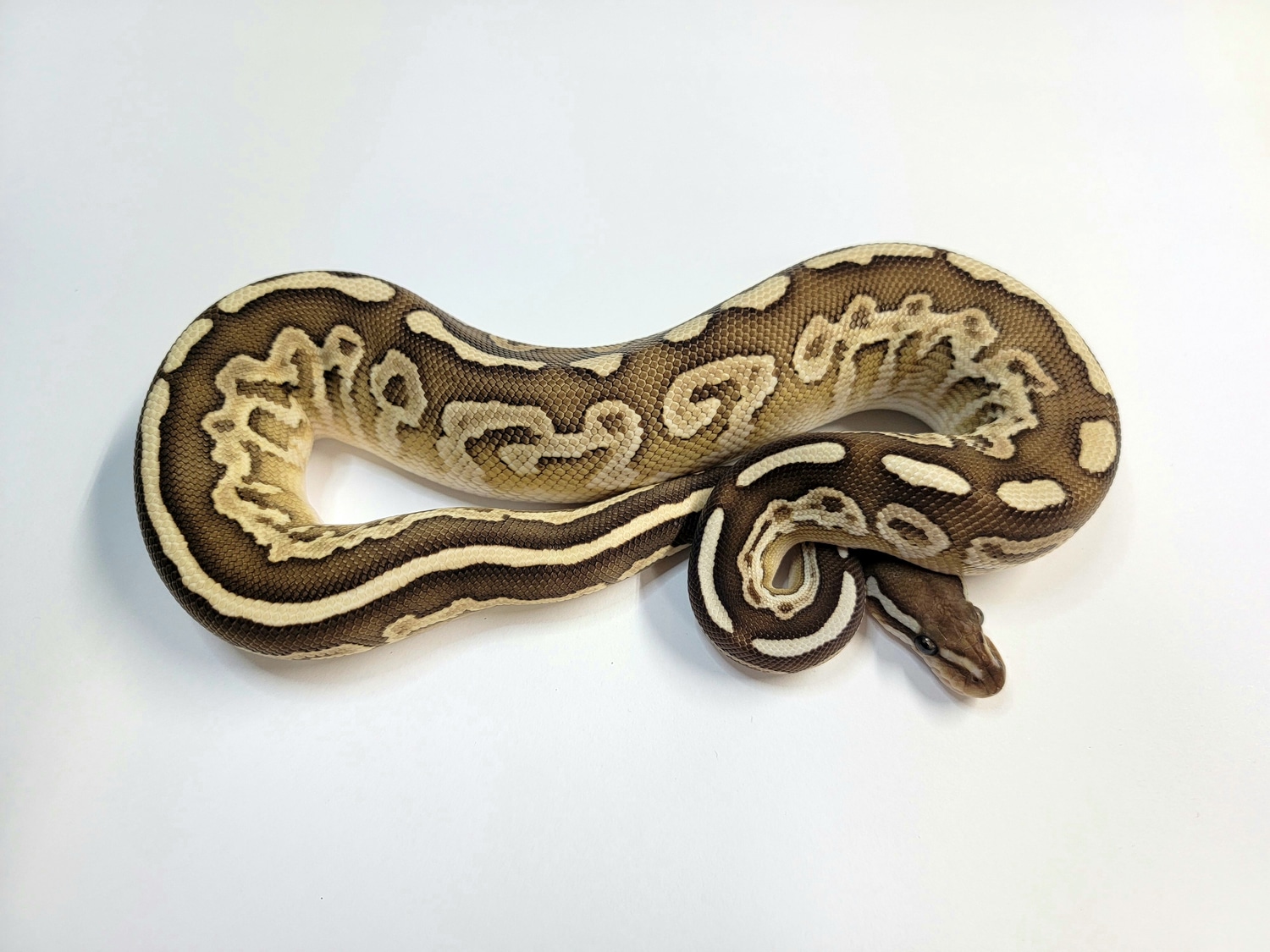 Black Pastel Lesser Trick Ball Python by Iron Dragon Reptiles MorphMarket