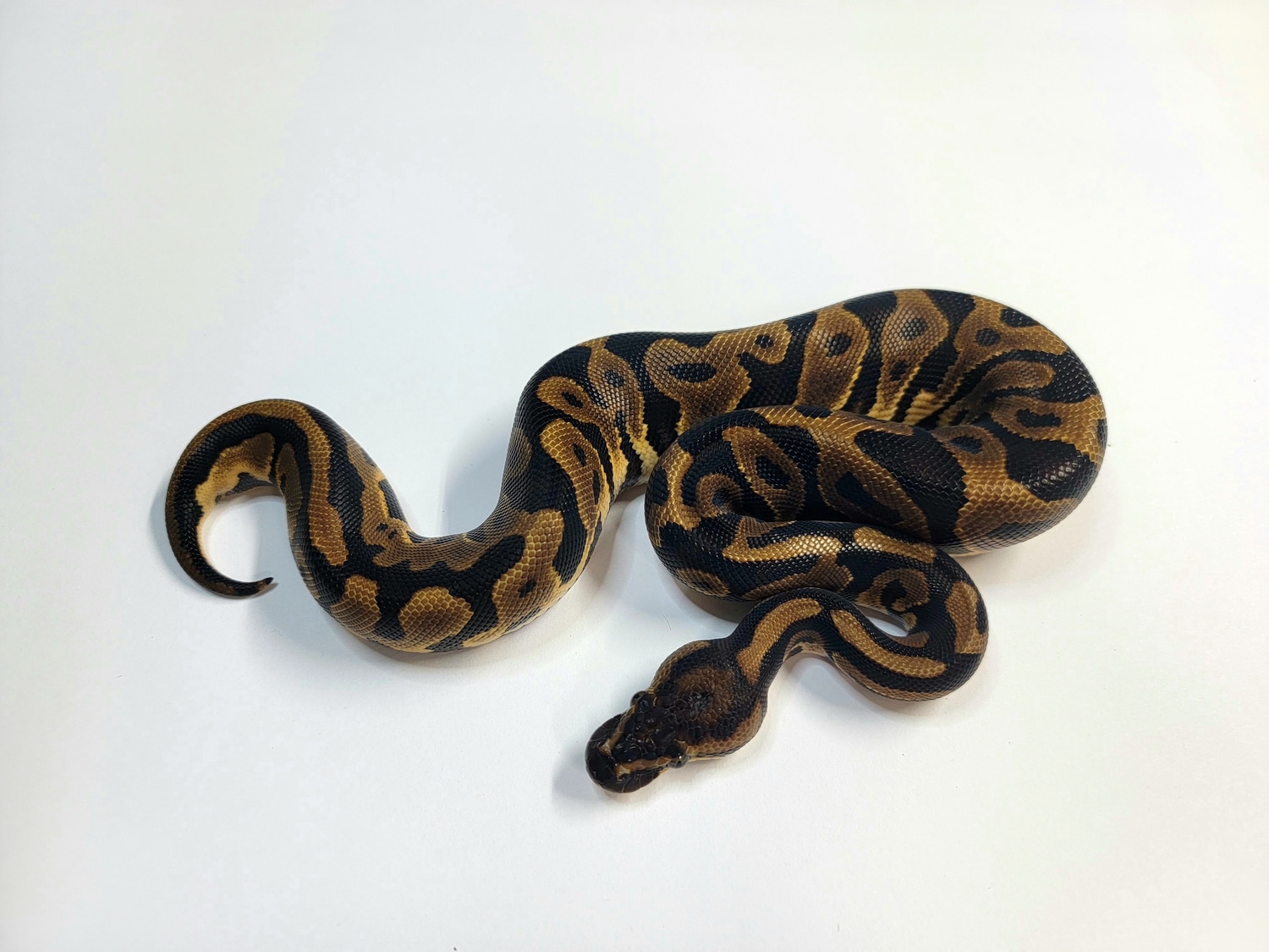 Leopard Ball Python by Iron Dragon Reptiles MorphMarket