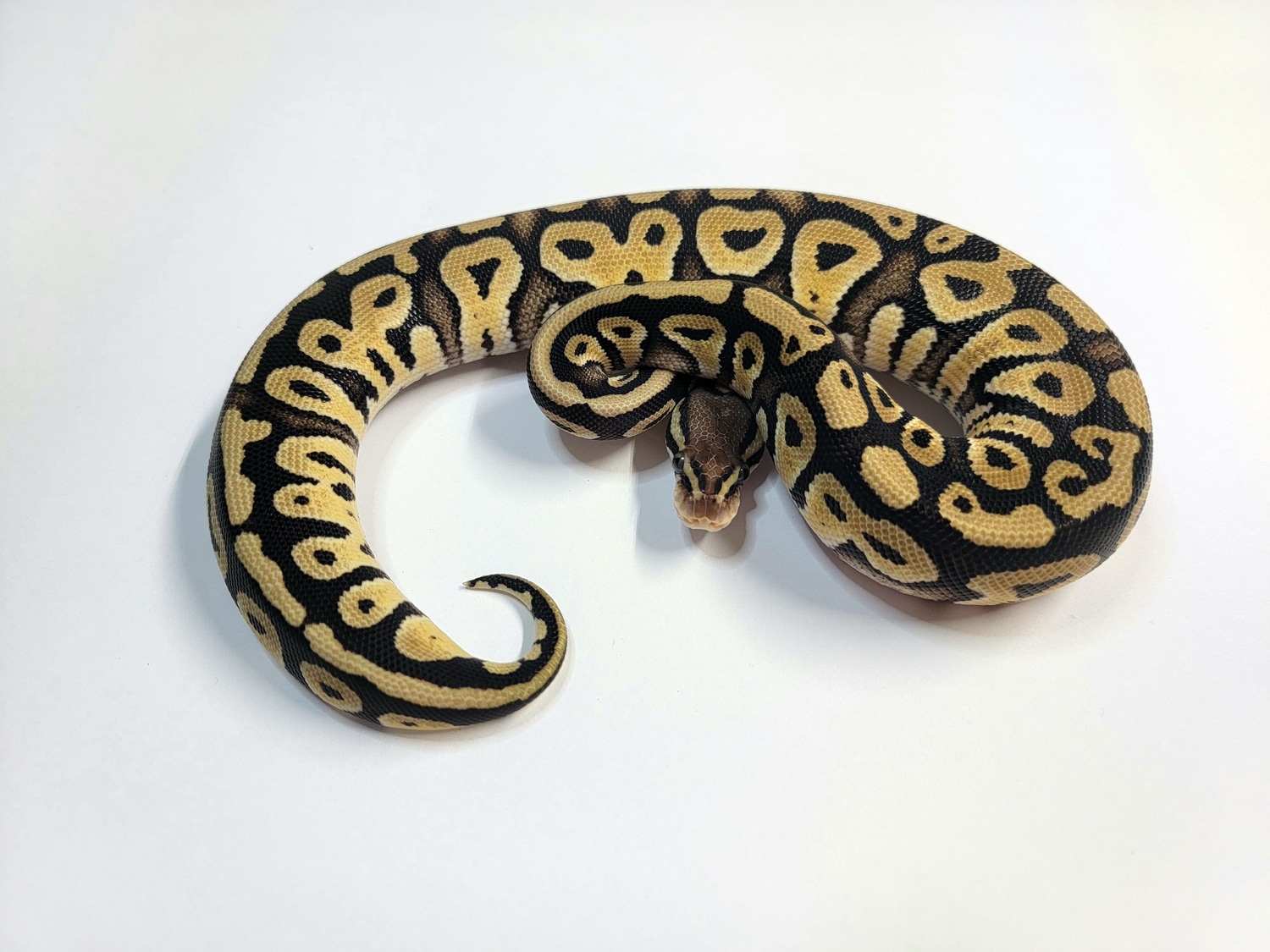 Pastel Mystic Ball Python by Iron Dragon Reptiles MorphMarket