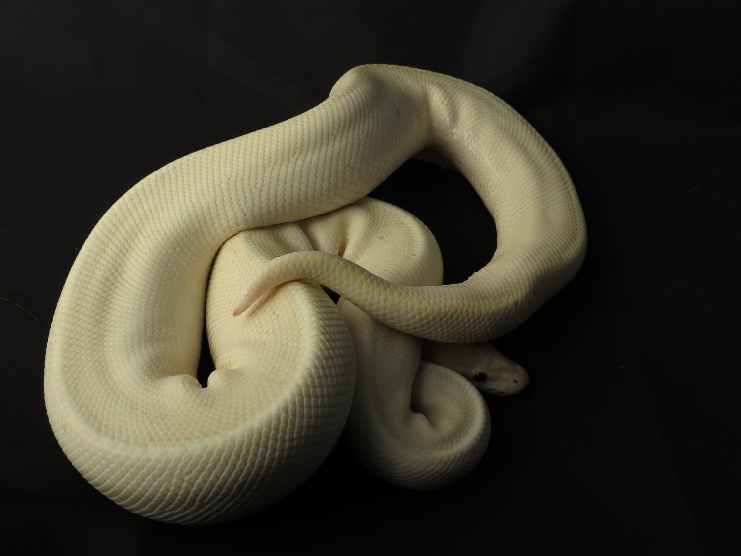 Banana Highway Ball Python by Pythons MorphMarket