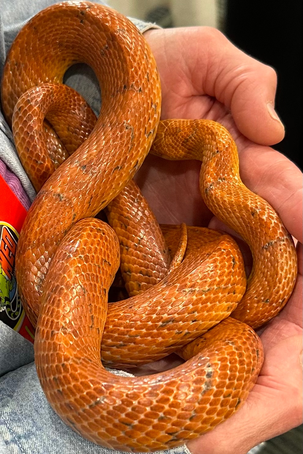 Sunkissed Corn Snake by Prairieland Herp MorphMarket