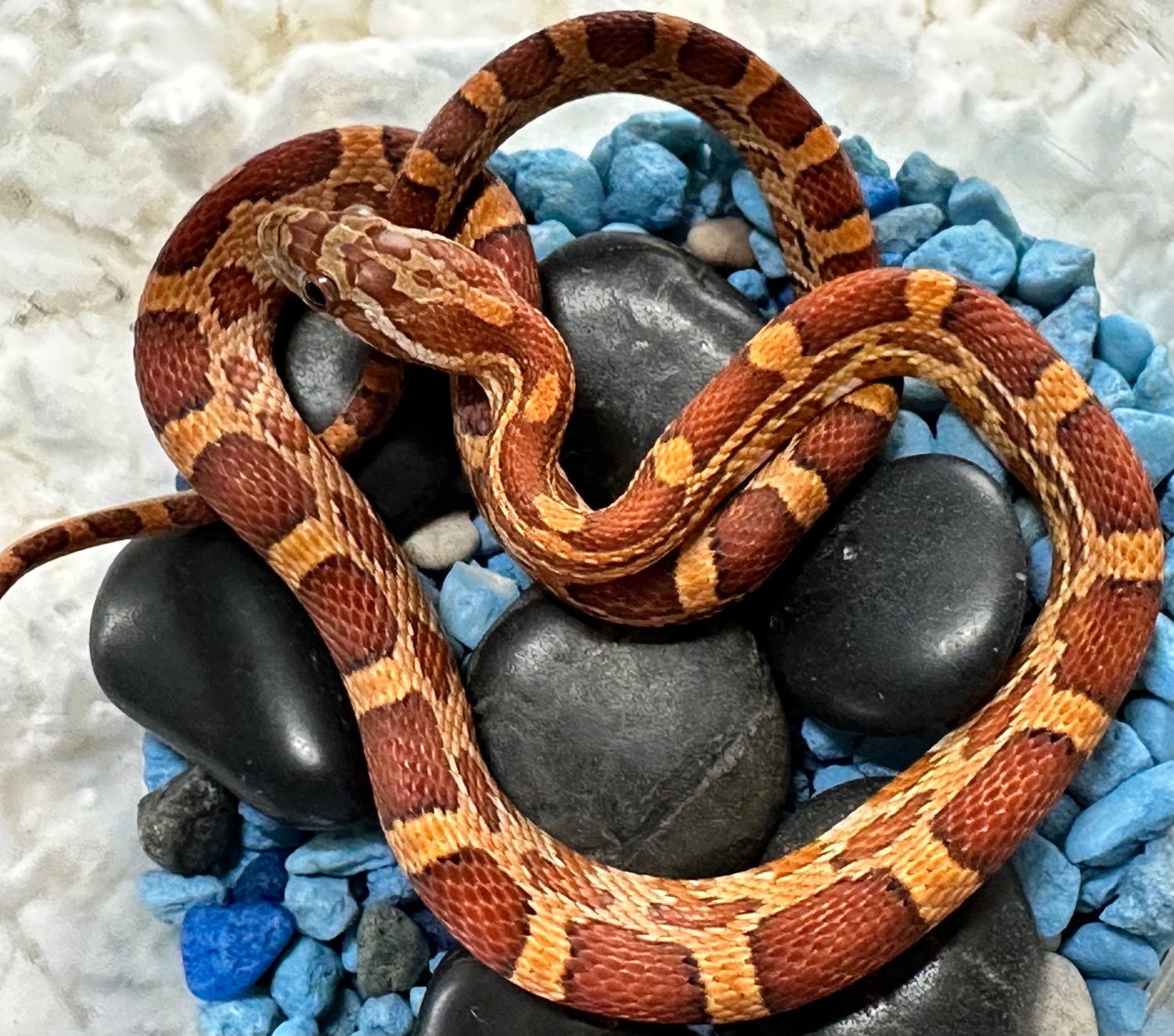 Multi Het Corn Snake by Prairieland Herp MorphMarket