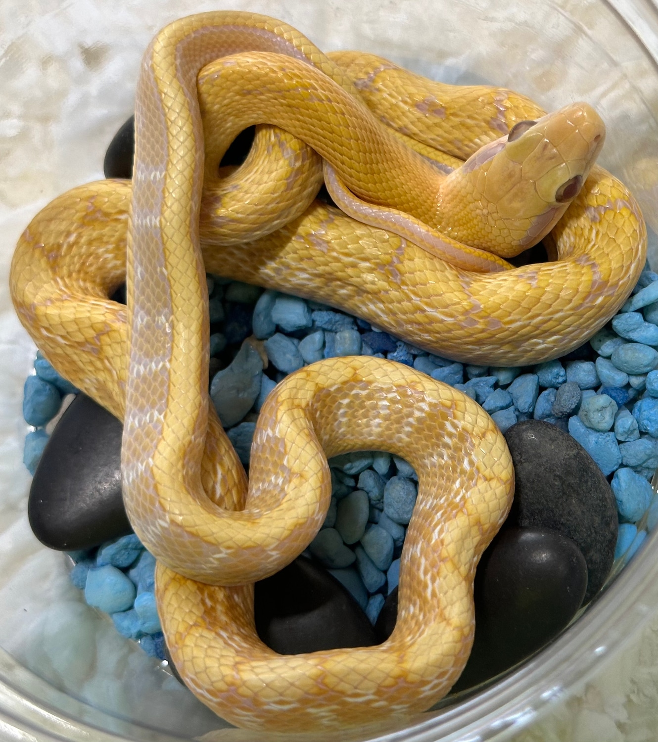 Image showcasing Hypo Chinese Beauty Rat Snake by Prairieland Herp - MorphMarket