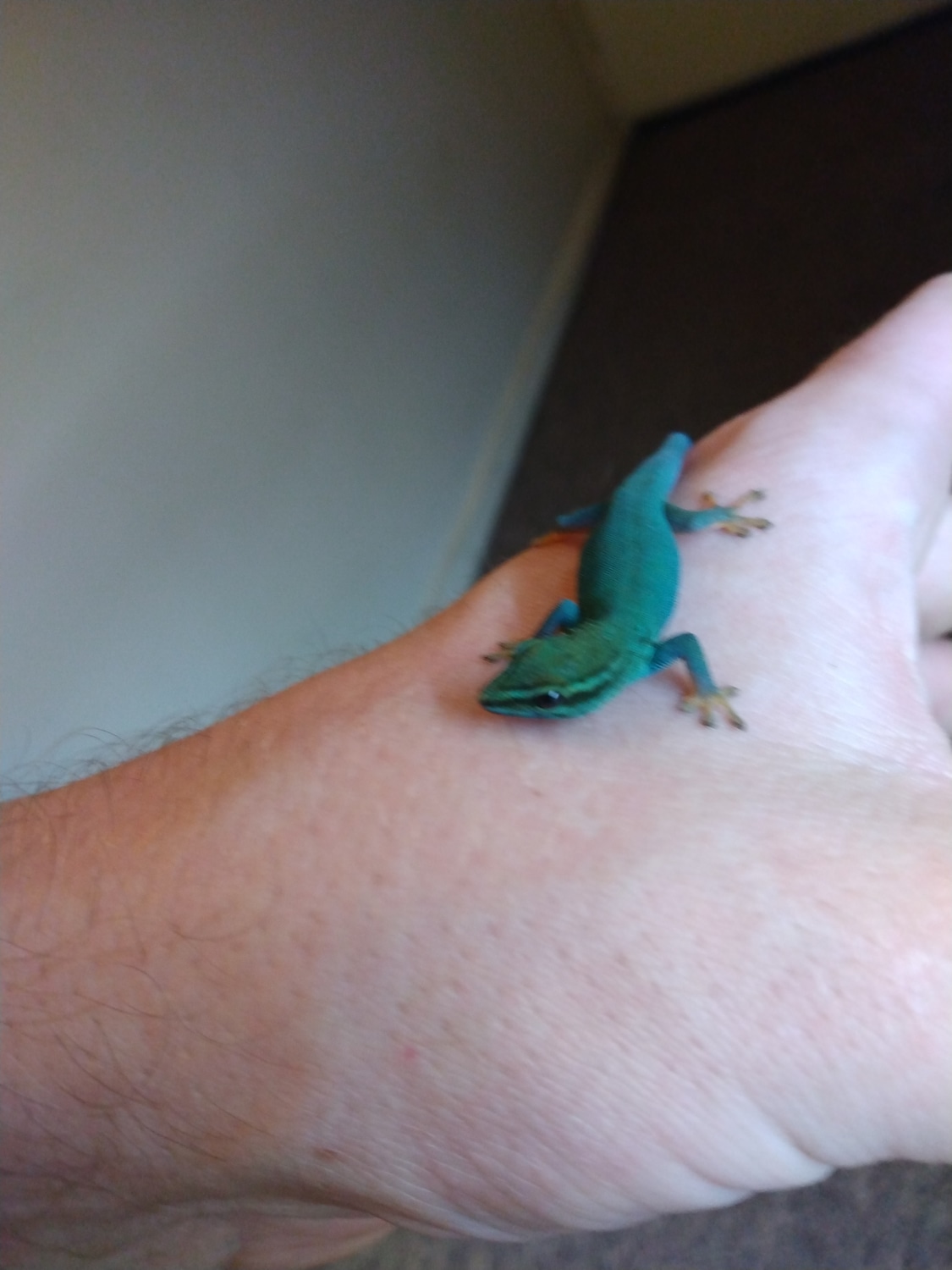Lygodactylus Williamsi Electric Blue Day Gecko by Pauls Reptiles