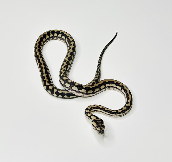 Striped Red Coastal Coastal Carpet Python by Paul Moebel Exotics