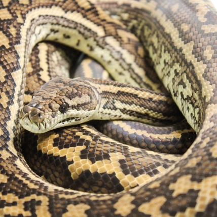 MPENN Coastal Carpet Python