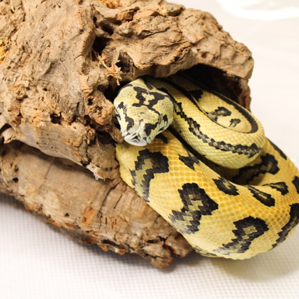 Jaguar Other Carpet Python