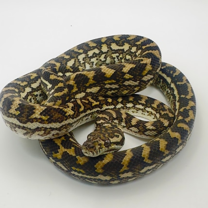 Red Coastal Coastal Carpet Python