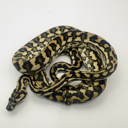 Red Coastal Coastal Carpet Python