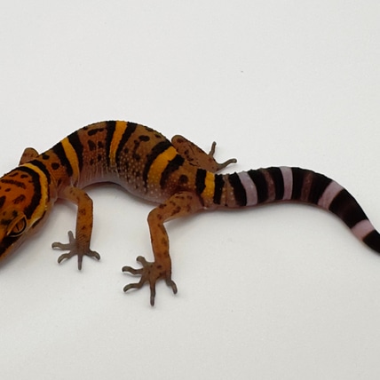 Bawangling Cave Gecko