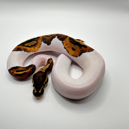 Pied Het Ultramel Ball Python