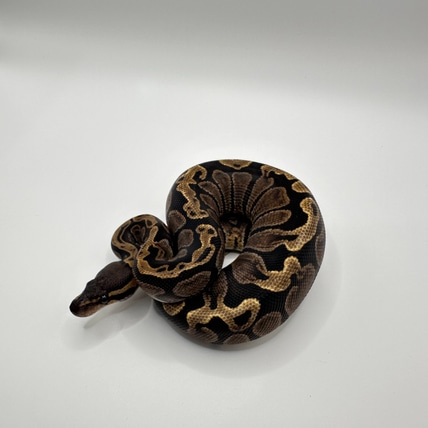 GHI Het Hypo Pos Het Clown Ball Python