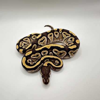 Mojave Het Hypo Pos Het Clown Ball Python