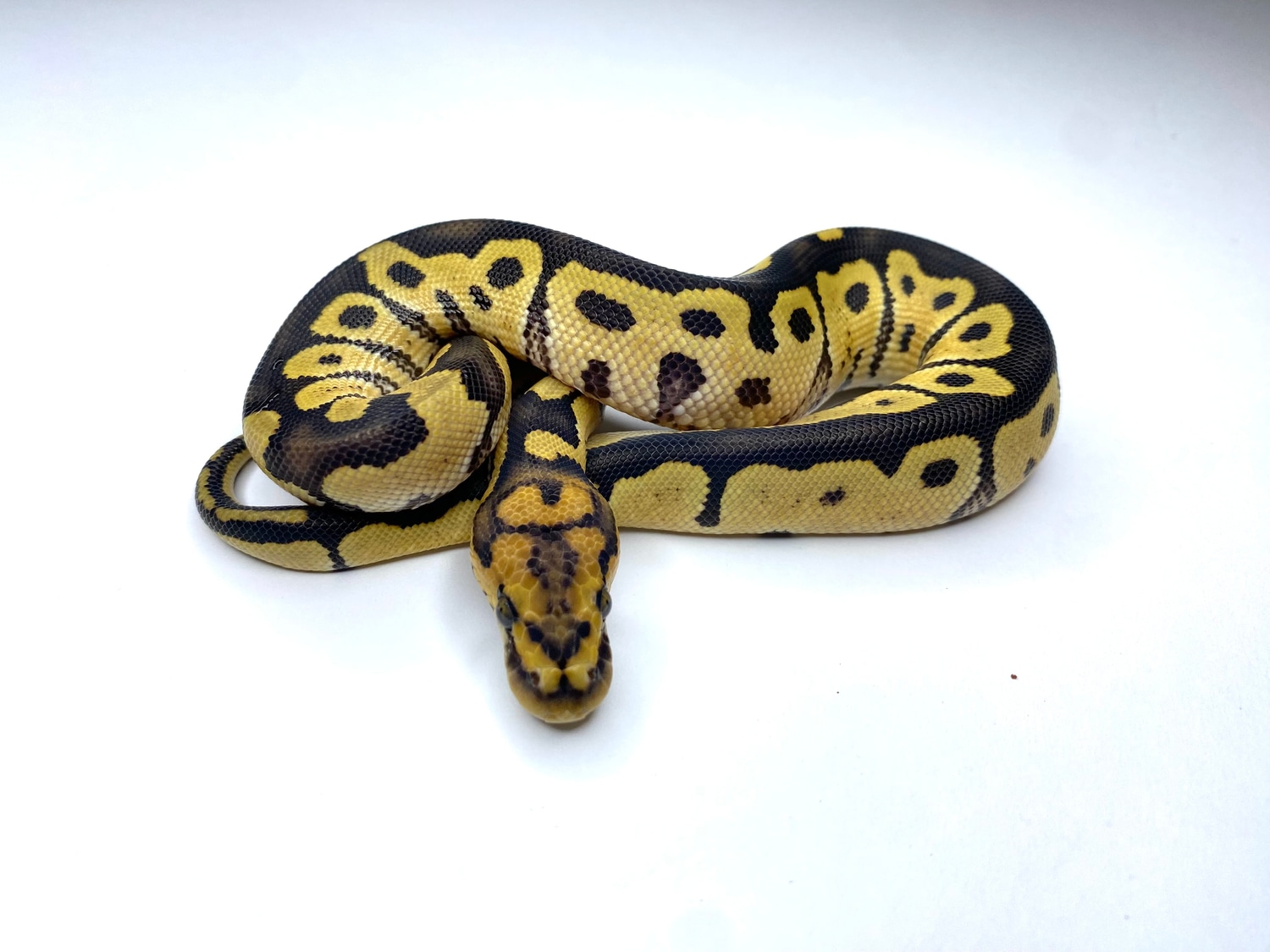 Desert Ghost Clown Ball Python by Paco Miranda Pythons - MorphMarket