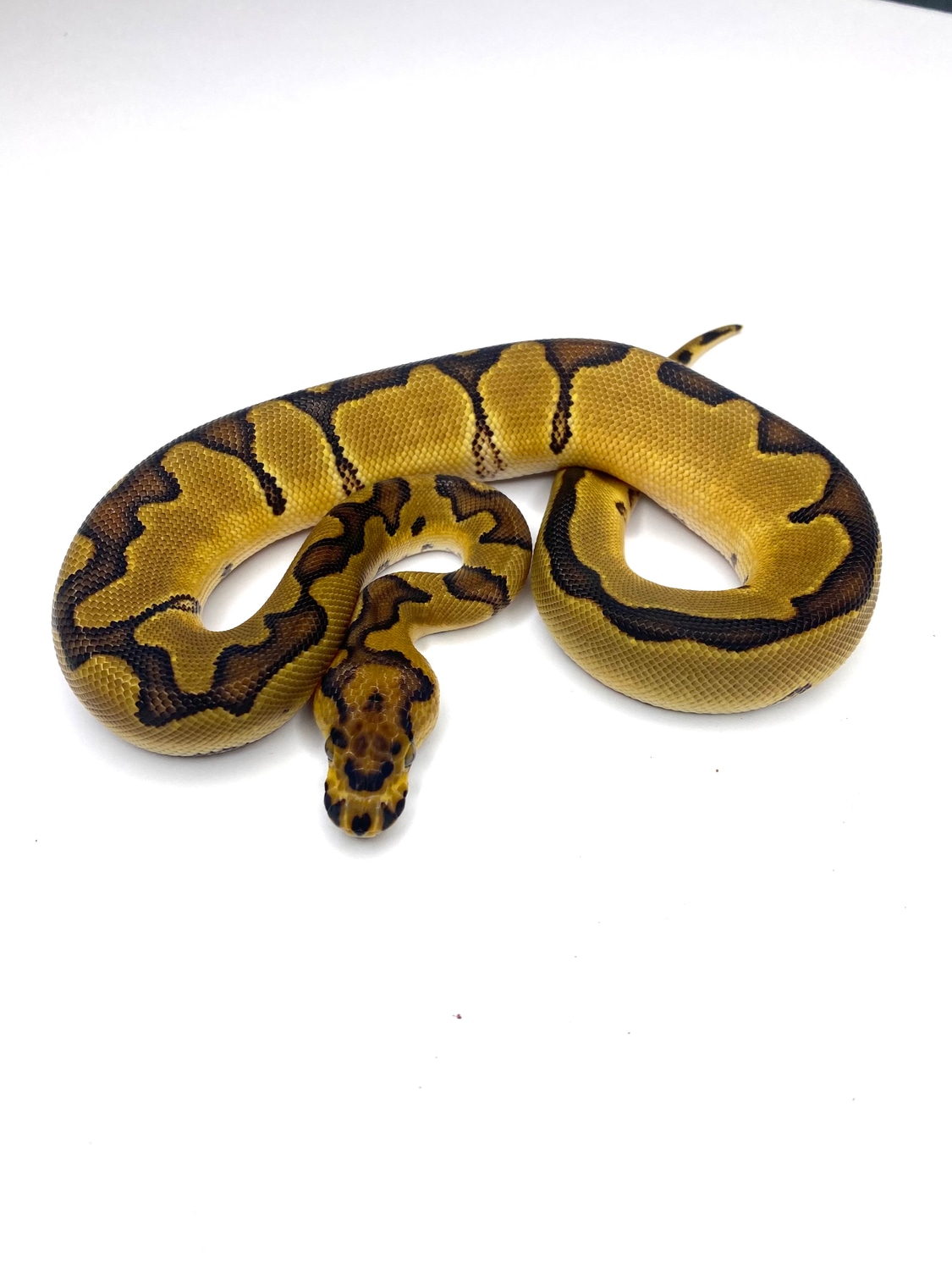 Enchi Leopard Clown Ball Python by Paco Miranda Pythons MorphMarket