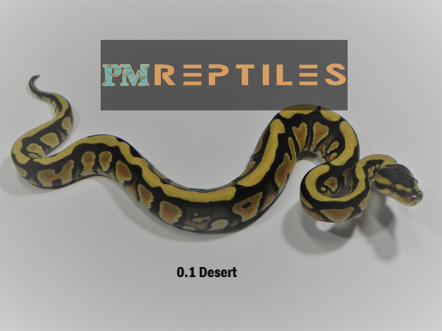 Desert Ball Python by PM Reptiles - MorphMarket