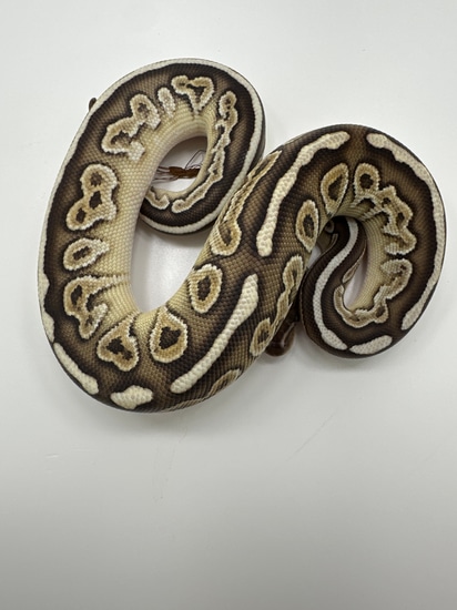 Mojave, Black, Pastel Fire Ball Python by Png Reptiles