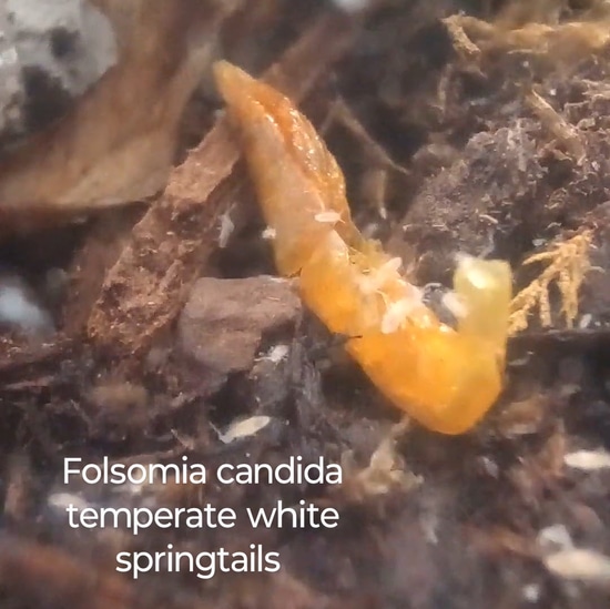 Folsomia Candida Temperate White Springtail (1k+ Culture) More ...