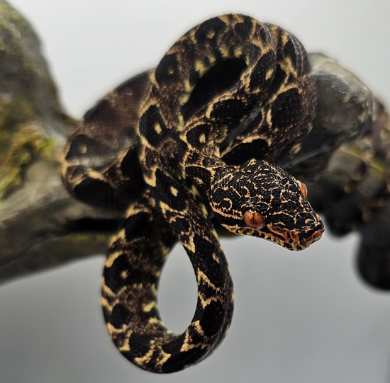 2023 Amazon Tree Boa by Poey's Boas