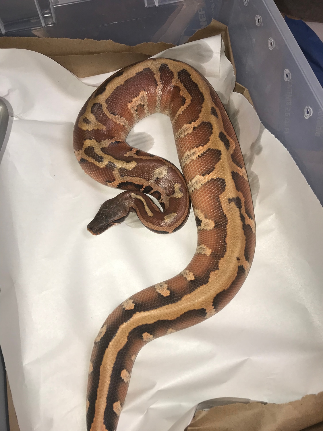 Pink Bangka Island Blood Python by Rich Crowley Reptiles, an R&D ...