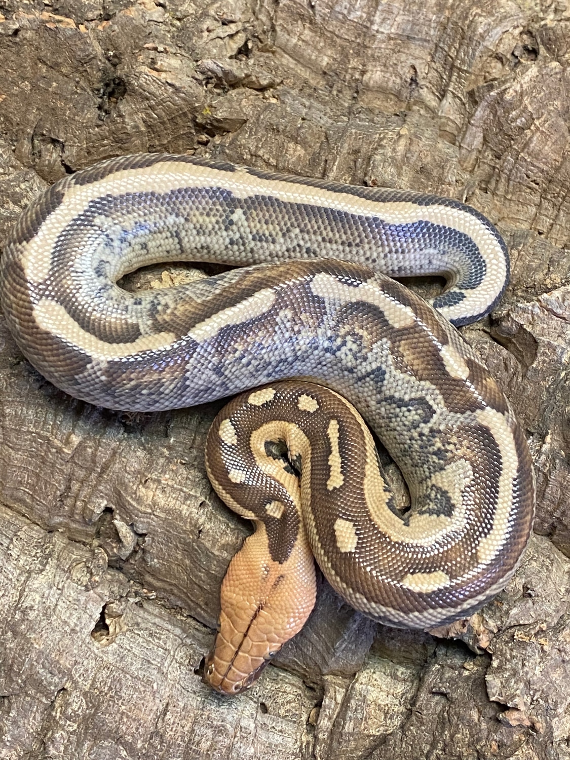 Multi-generation Quality Borneo Short-tailed Python by Rich Crowley ...