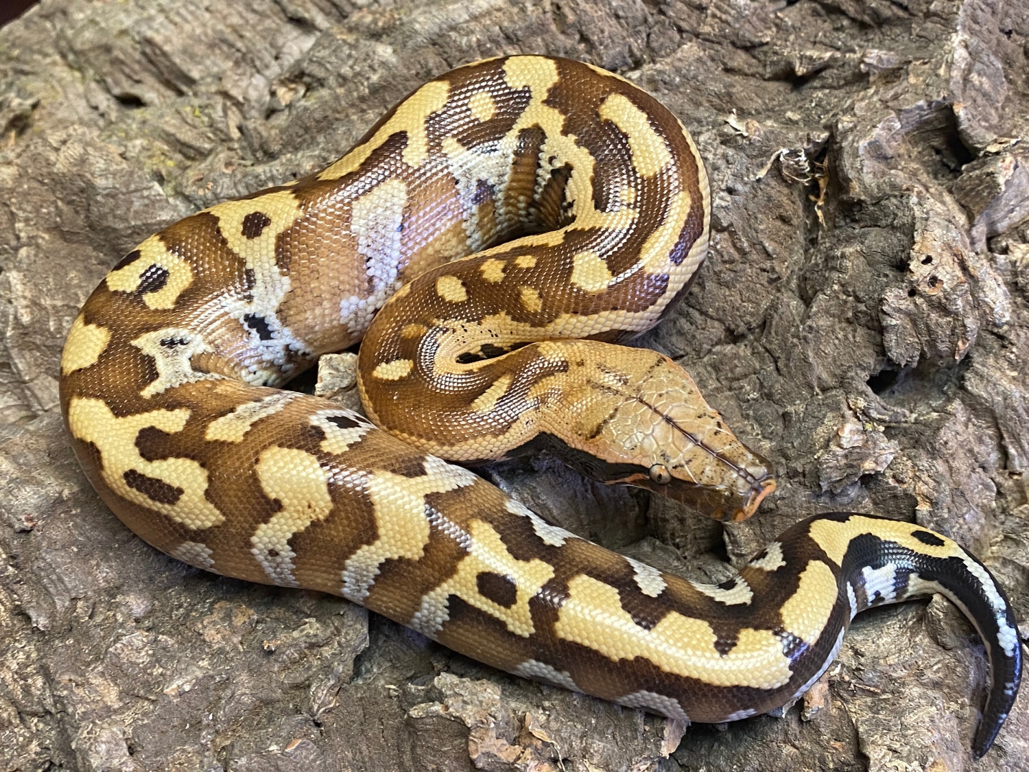 Blood Python by Rich Crowley Reptiles, an R&D Exotics LLC brand ...