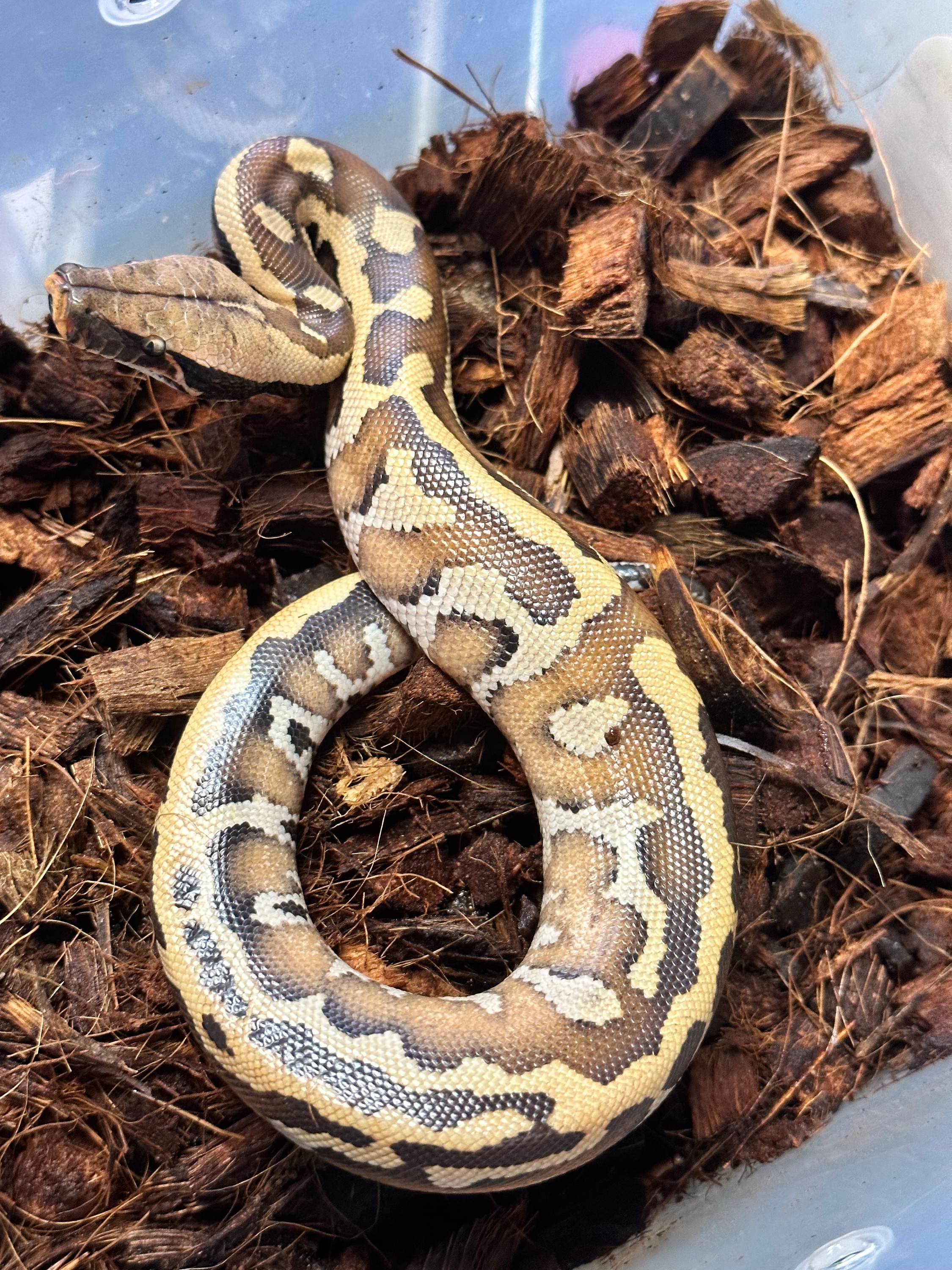 2023 Pink Bangka Blood Python Blood Pythons by Rich Crowley Reptiles, an R&D Exotics LLC brand - MorphMarket