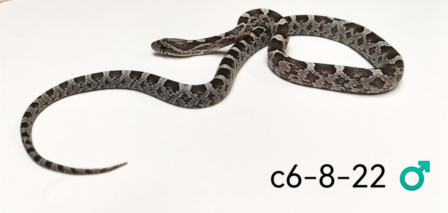 Anery Het Scaleless Het Amel Het Diffused Corn Snake by Dragon Aquatics ... Scaleless Corn Snake Price