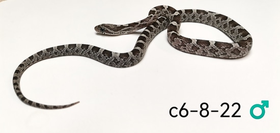 Anery Het Scaleless Het Amel Het Diffused Corn Snake by Dragon Aquatics ... Scaleless Corn Snake Price