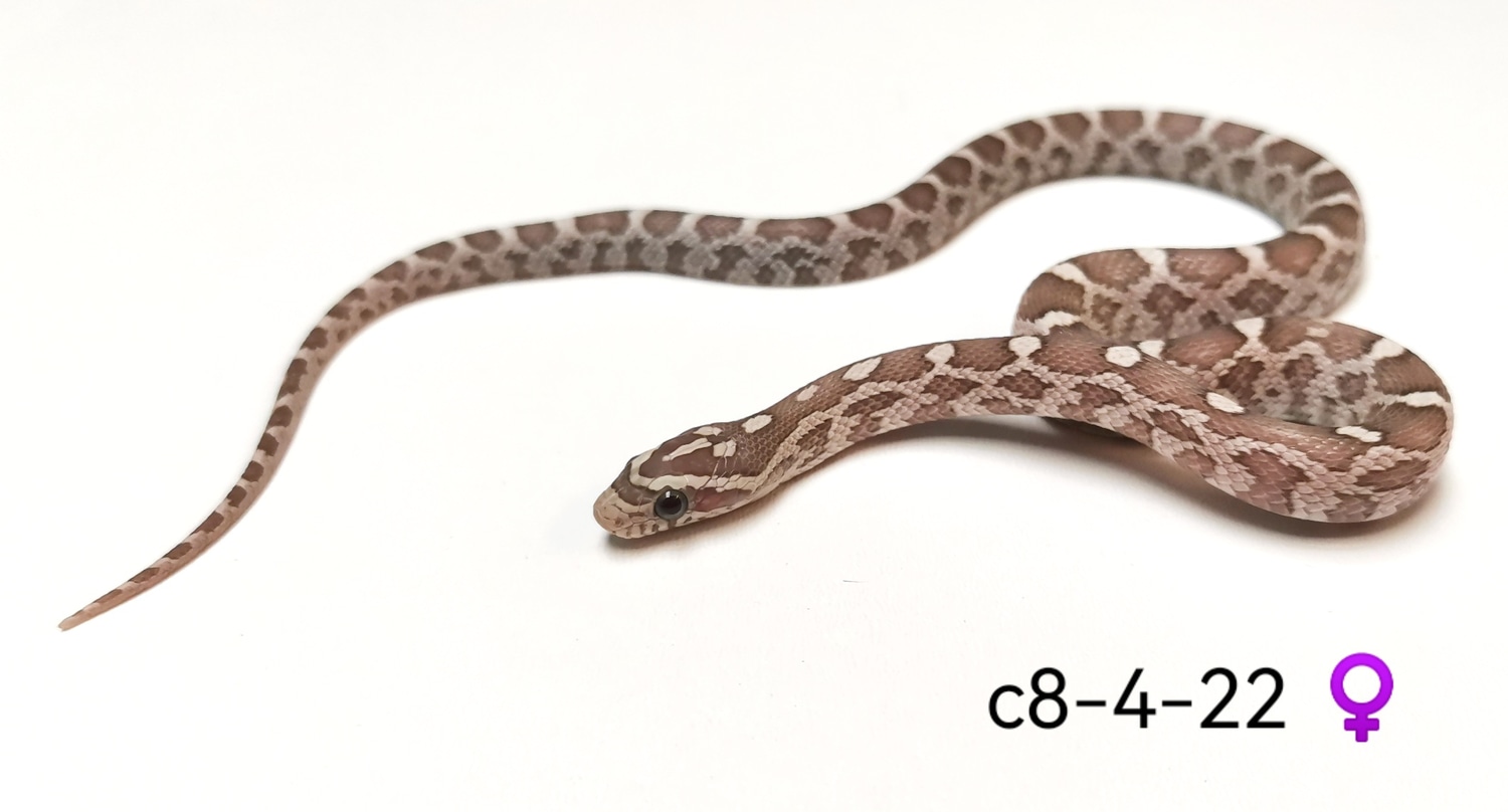 Ghost Het Scaleless 66% Het Amel 50% Het Charcoal 50% Het Diffused 50% ... Scaleless Corn Snake Price