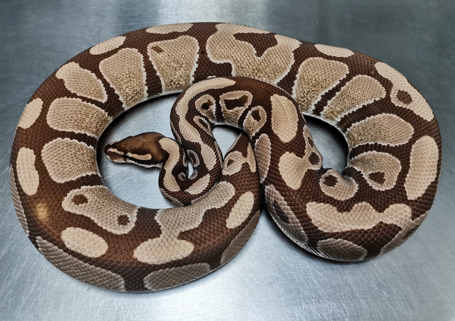 Monarch Ball Python by Dragon Aquatics - MorphMarket