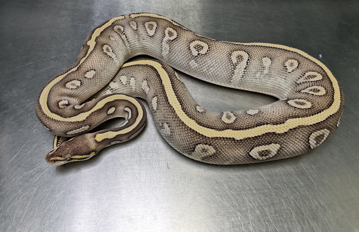 Mystic Phantom Cypress Ball Python by Dragon Aquatics - MorphMarket