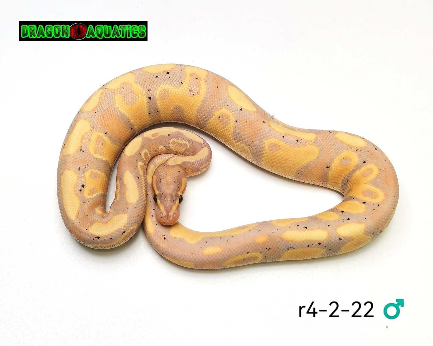 Banana Yellowbelly/asphalt Ball Python by Dragon Aquatics MorphMarket